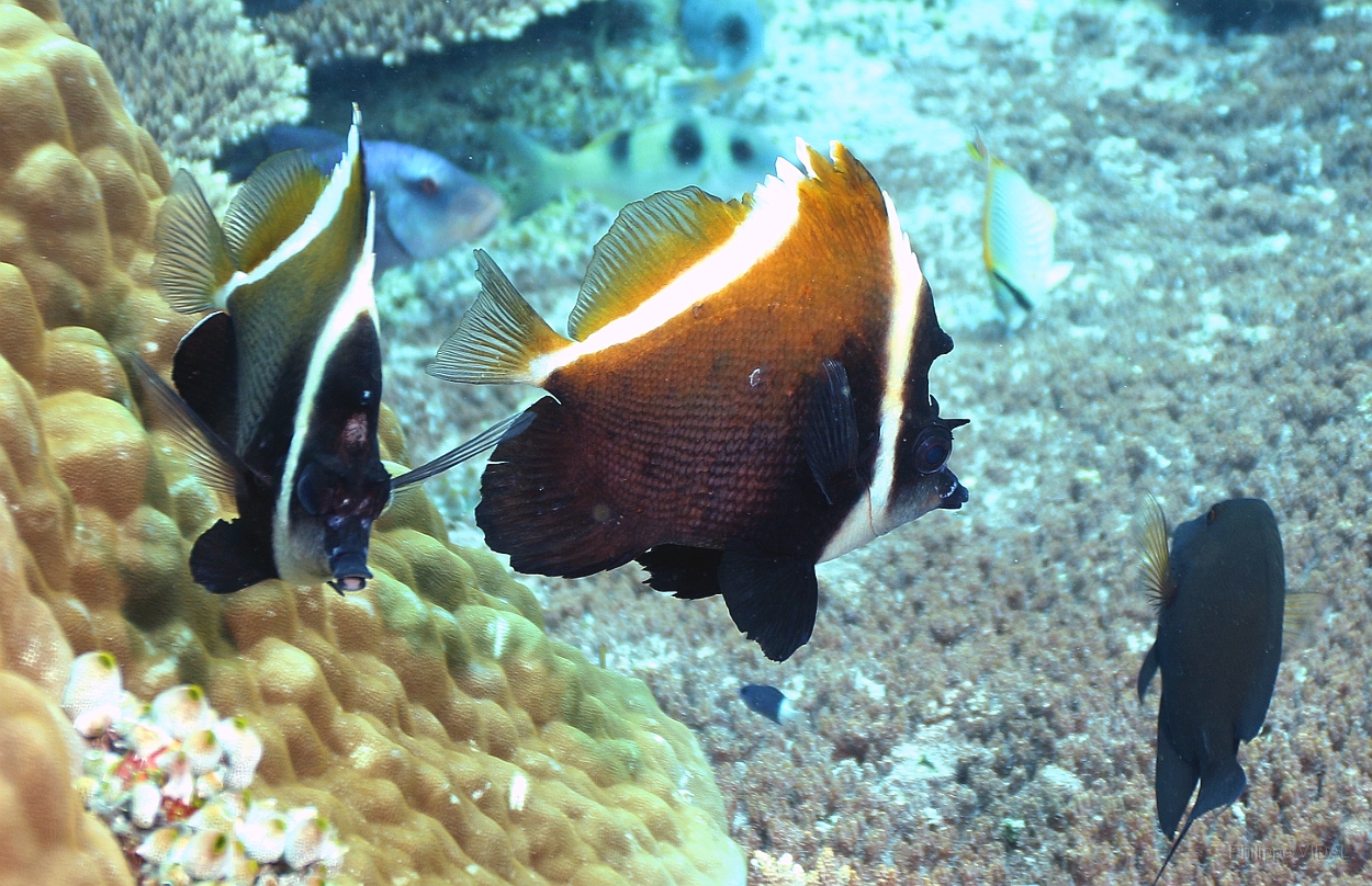 Sipadan_2015_Poisson cocher fantome_Heniochus pleurotaenia_IMG_2094_rc.jpg